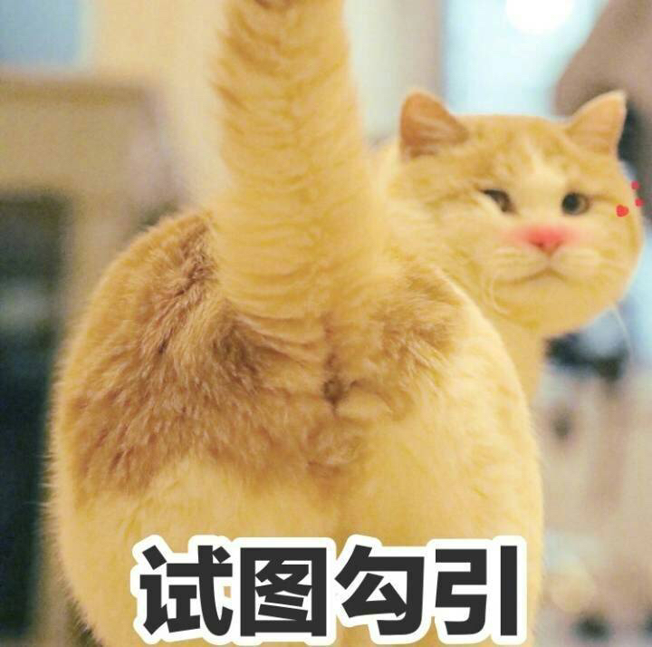 一组智障萌猫