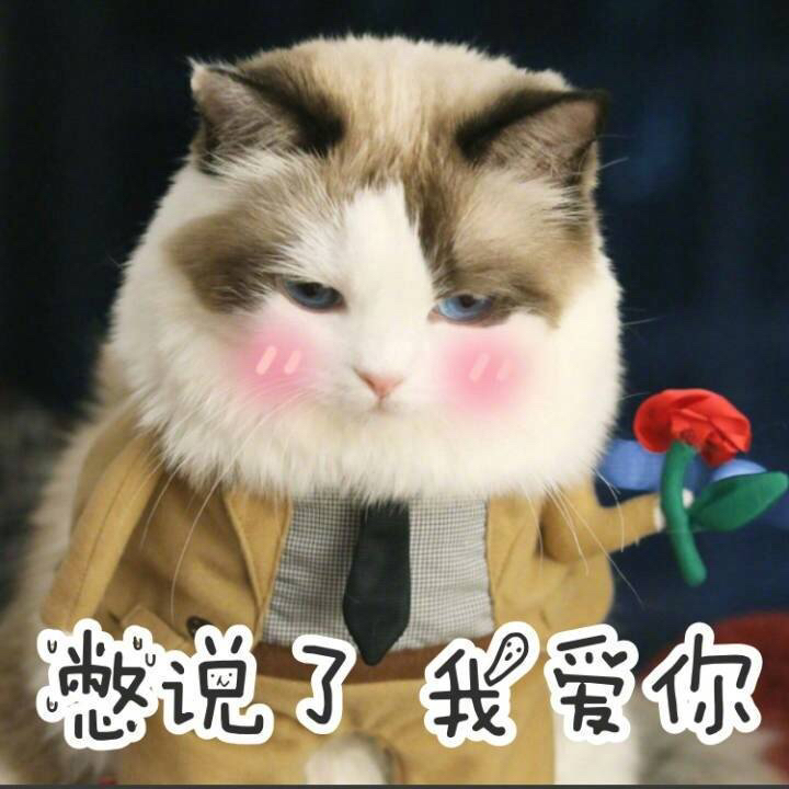 一组智障萌猫