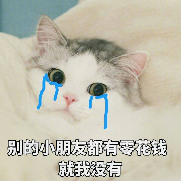 一组智障萌猫