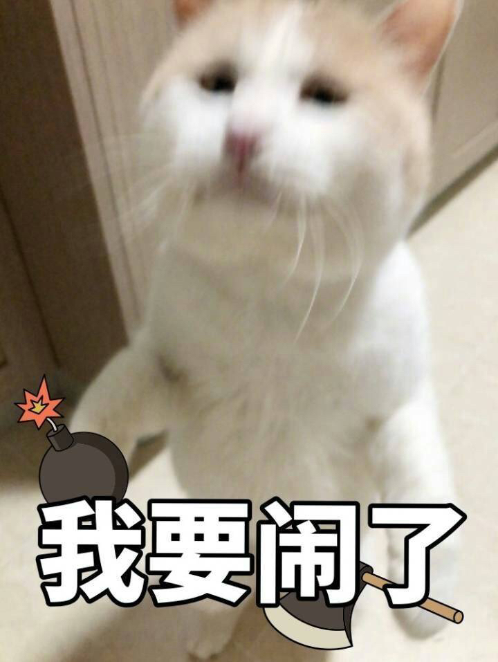 一组智障萌猫