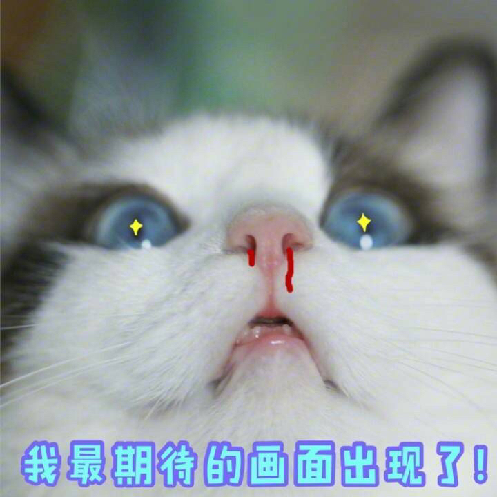 一组智障萌猫