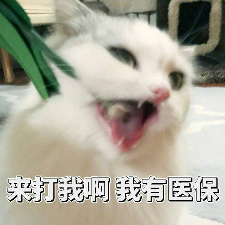 一组智障萌猫