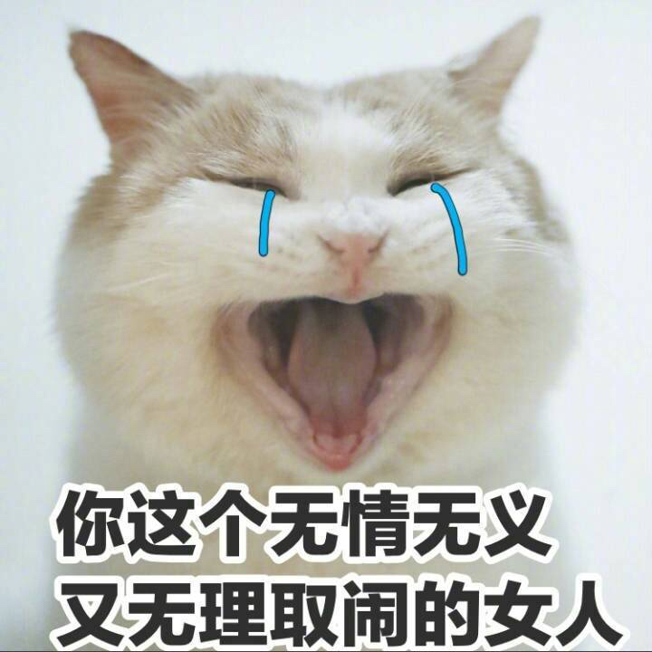 一组智障萌猫