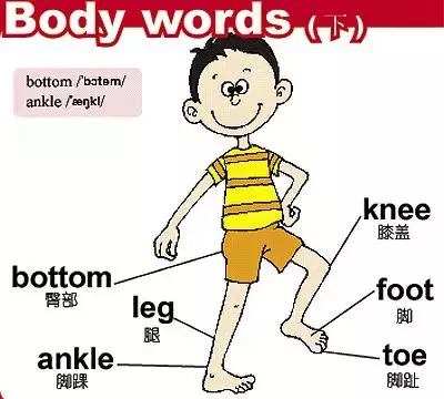 小学英语单词分类