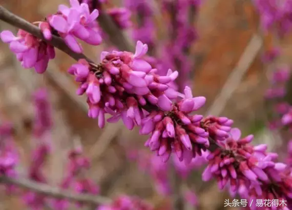 香港花是什么花（香港区花紫荆花和北方紫荆花的区别辨识）