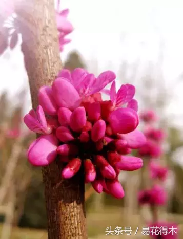 香港花是什么花（香港区花紫荆花和北方紫荆花的区别辨识）