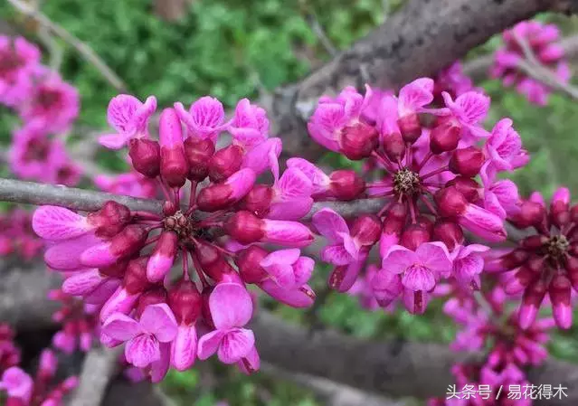 香港花是什么花（香港区花紫荆花和北方紫荆花的区别辨识）