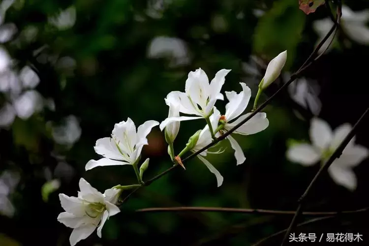 香港花是什么花（香港区花紫荆花和北方紫荆花的区别辨识）