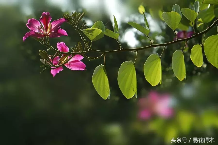 香港花是什么花（香港区花紫荆花和北方紫荆花的区别辨识）