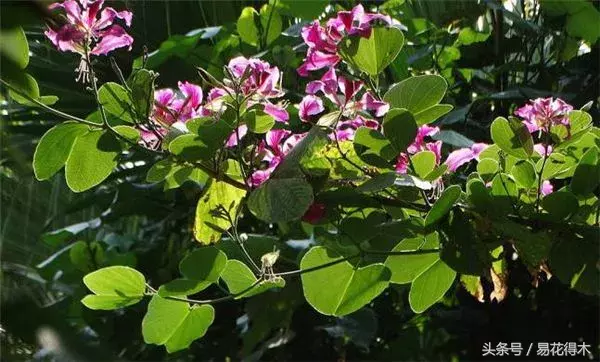 香港花是什么花（香港区花紫荆花和北方紫荆花的区别辨识）