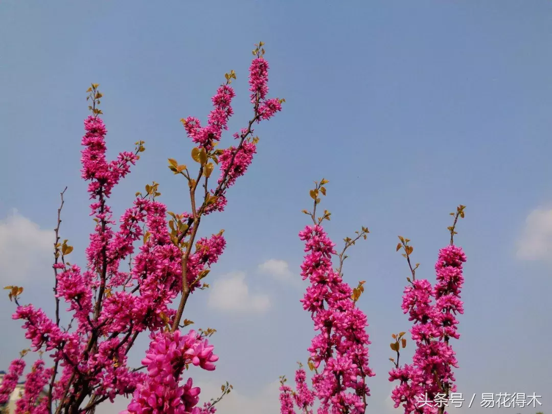 香港花是什么花（香港区花紫荆花和北方紫荆花的区别辨识）