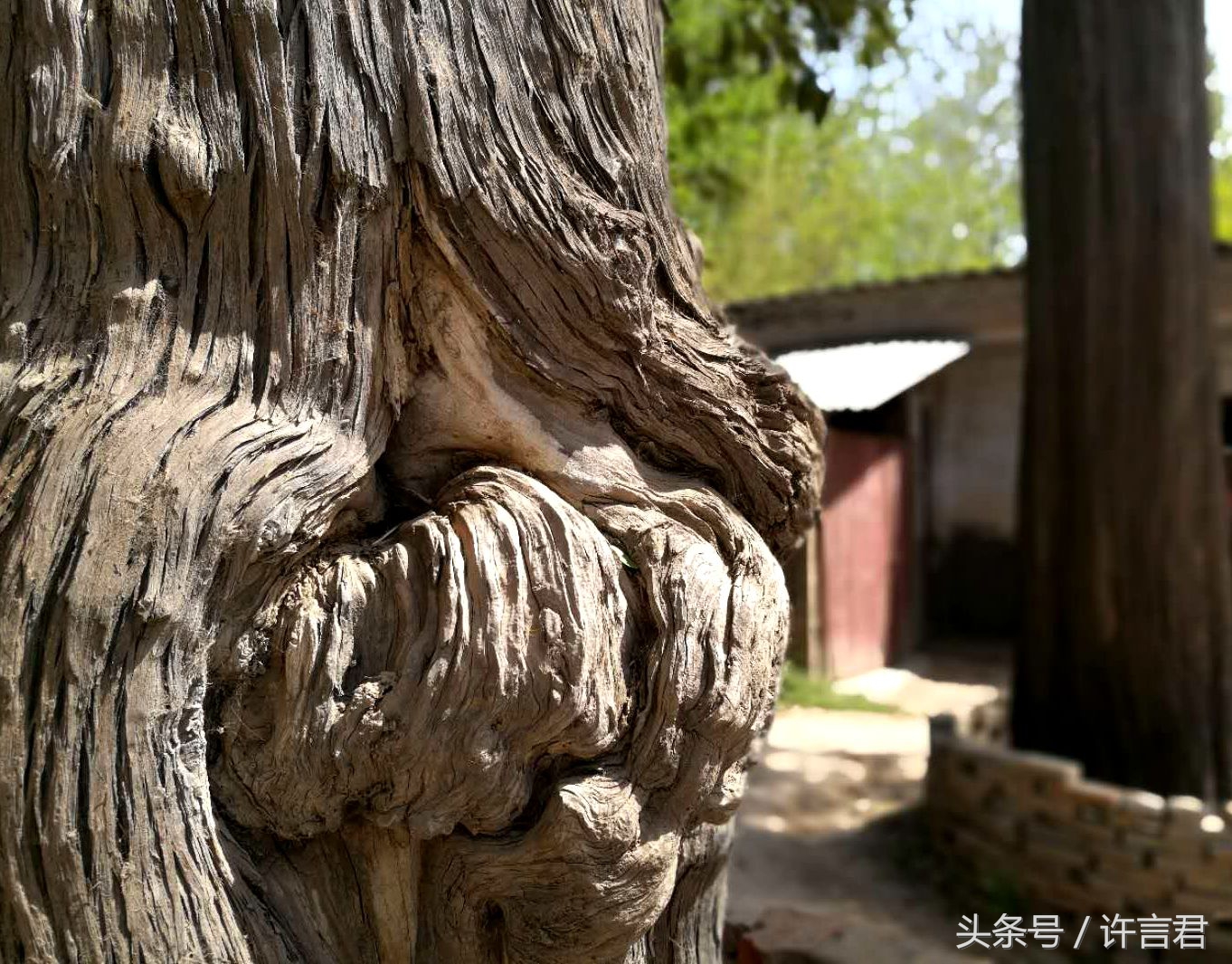 婚姻树没有树枝怎么看婚姻吉凶_达一风水网