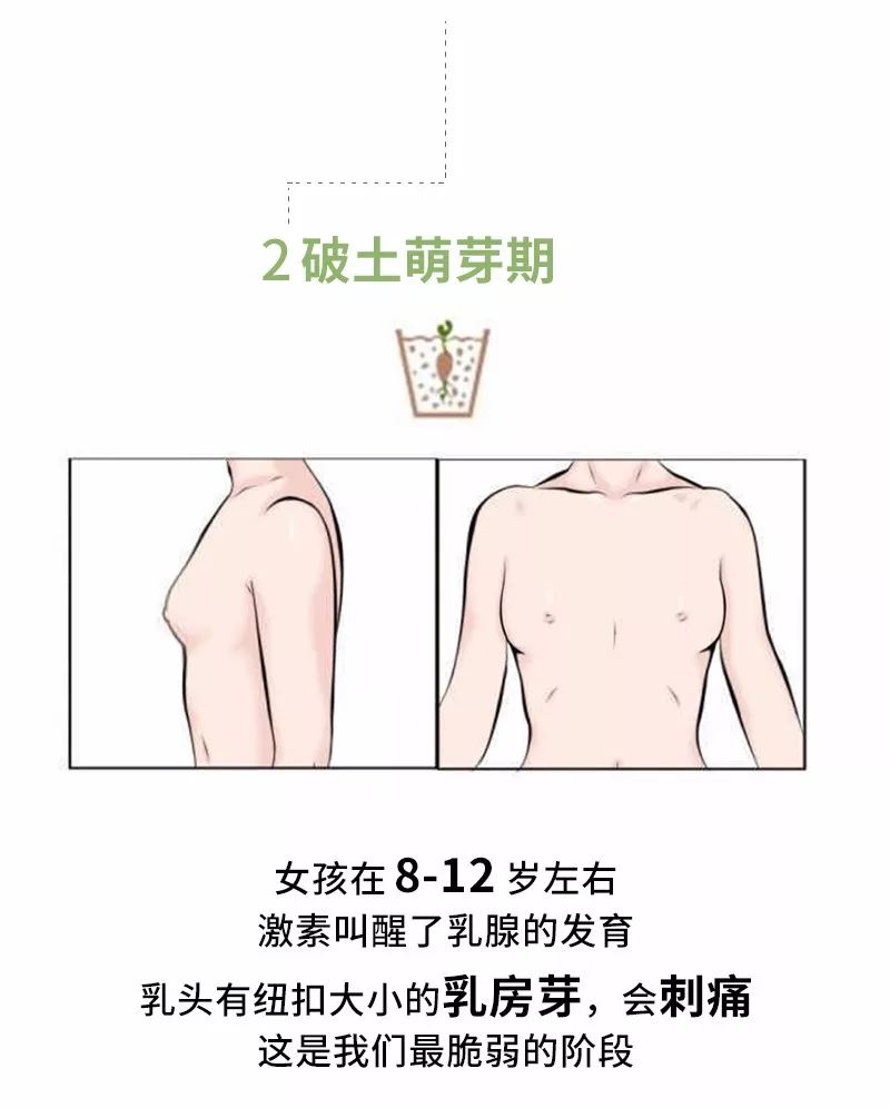 16岁到18岁少女的乳房是什么样子，乳房发育全过程