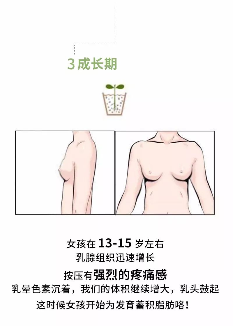 16岁到18岁少女的乳房是什么样子，乳房发育全过程