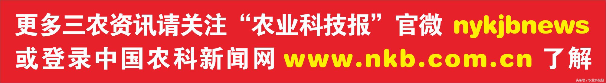 丰收来之不易，果农为何乐不起来？荔枝丰年如何化解“甜蜜烦恼”