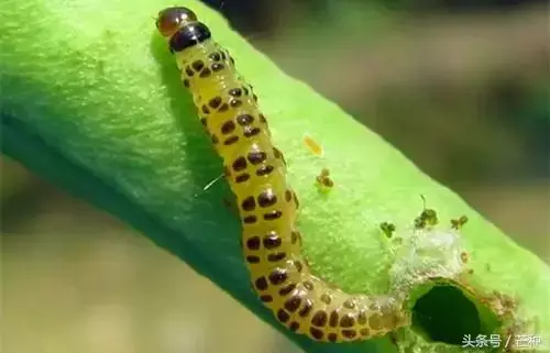 害虫防治,害虫防治方法