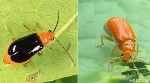 害虫防治,害虫防治方法