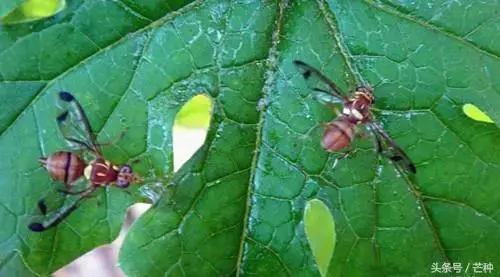 害虫防治,害虫防治方法