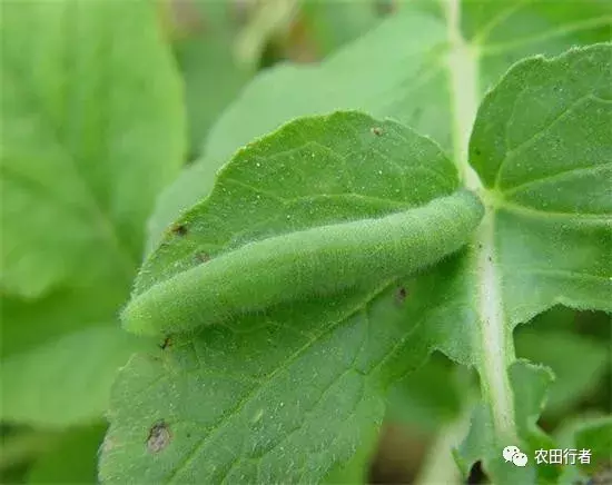 害虫防治,害虫防治方法