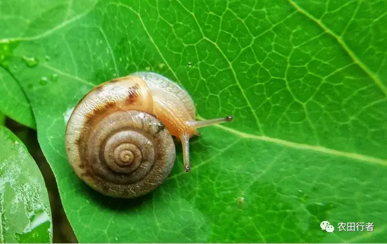 害虫防治,害虫防治方法