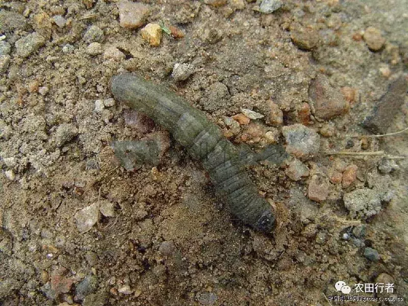 害虫防治,害虫防治方法