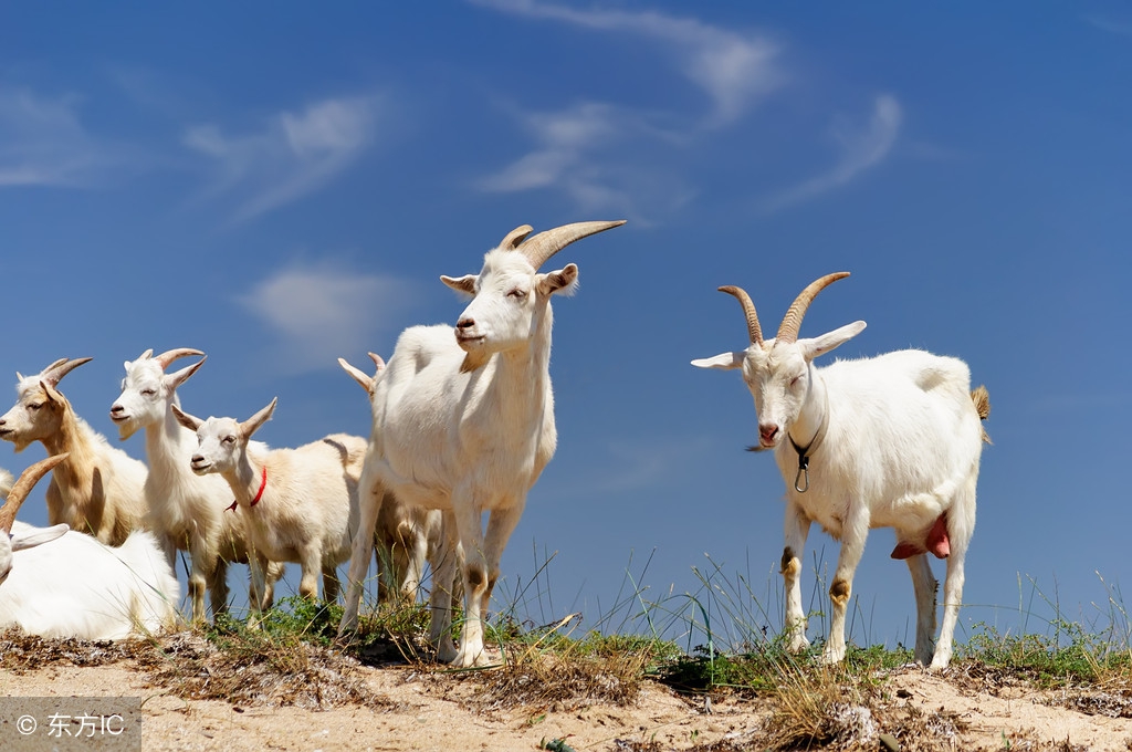 波尔山羊2016年的价格在农村养小尾寒羊好还是波尔山羊好