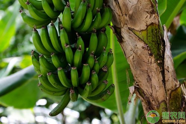 杰哥报行情：香蕉多少钱一斤？2018年最新香蕉价格行情