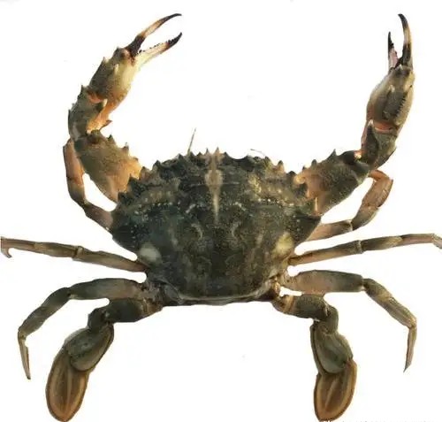 铁脚蟹(花盖)三,其他类:大闸蟹,豆蟹河蟹(大闸蟹)在渤海湾各个入海口