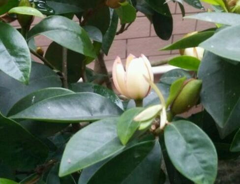 含笑花什么時候開花,含笑花什么時候開花?80~90字
