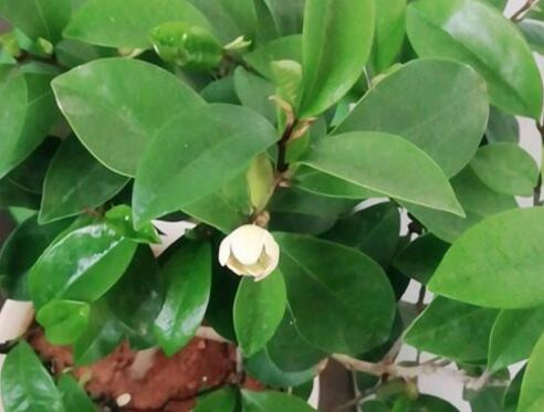 含笑花什么時候開花,含笑花什么時候開花?80~90字