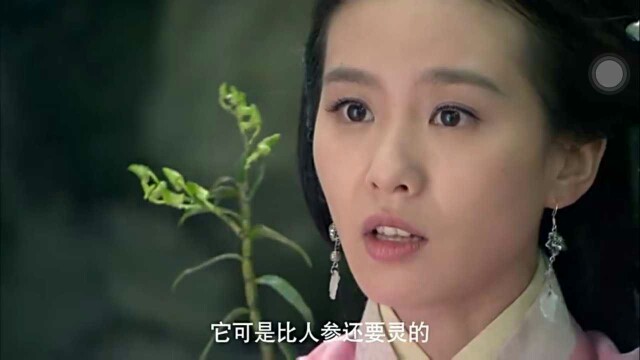 铁皮枫斗食用方法及营养价值最大化指南