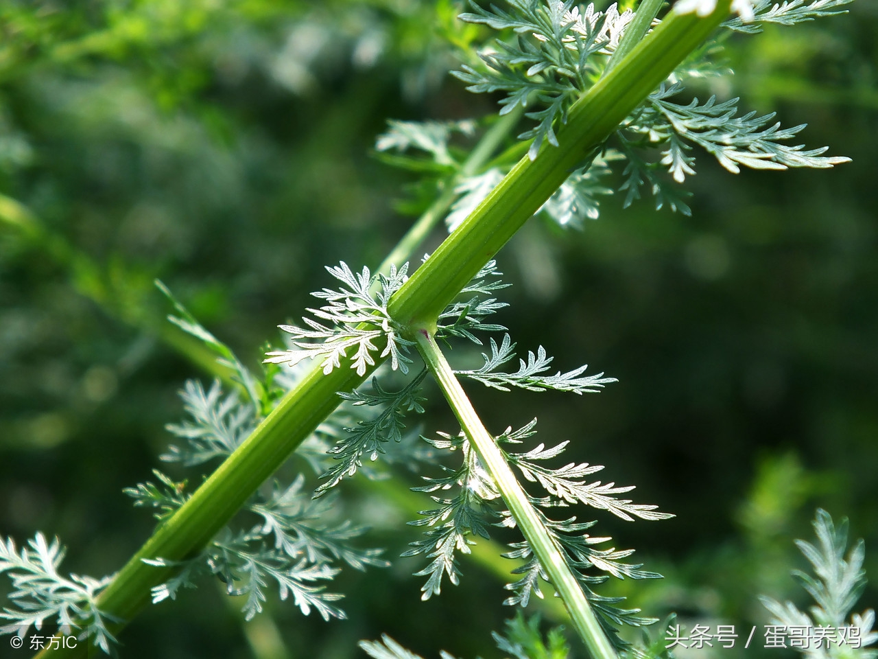 养鸡秘诀:青蒿药用大全,养鸡人都在看