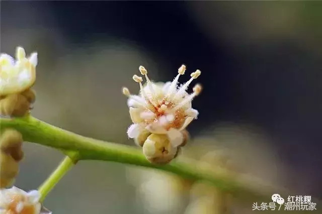 龙眼花开｜这是一股淡淡的，甜甜的味道