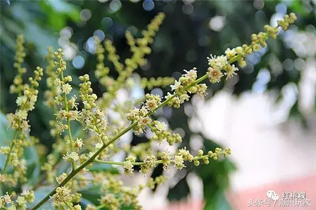 龙眼花开｜这是一股淡淡的，甜甜的味道