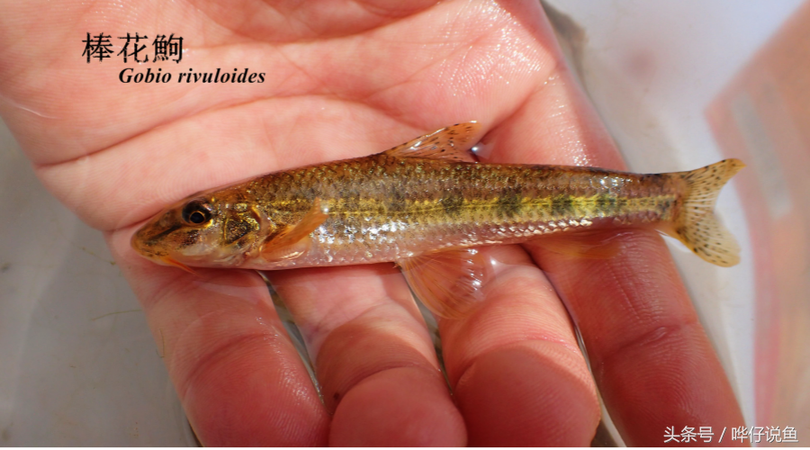 棒花鱼多少钱一斤这两种观赏食用鱼