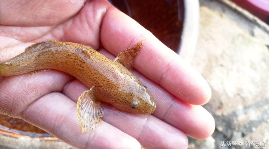 棒花鱼多少钱一斤这两种观赏食用鱼