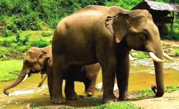 芭提雅象园大象“发疯”一死二伤，大象不为人知的愤怒何来？