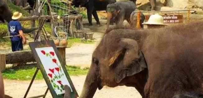 芭提雅象园大象“发疯”一死二伤，大象不为人知的愤怒何来？