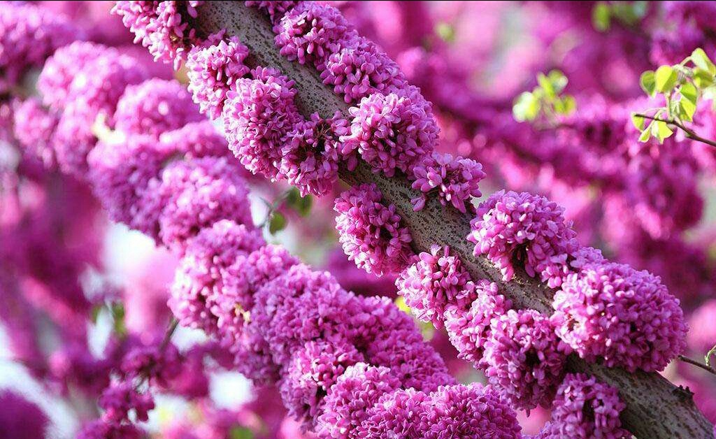 紫荆花～家庭和美,骨肉情深的代表