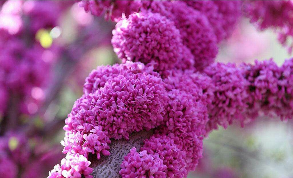 紫荆花～家庭和美,骨肉情深的代表