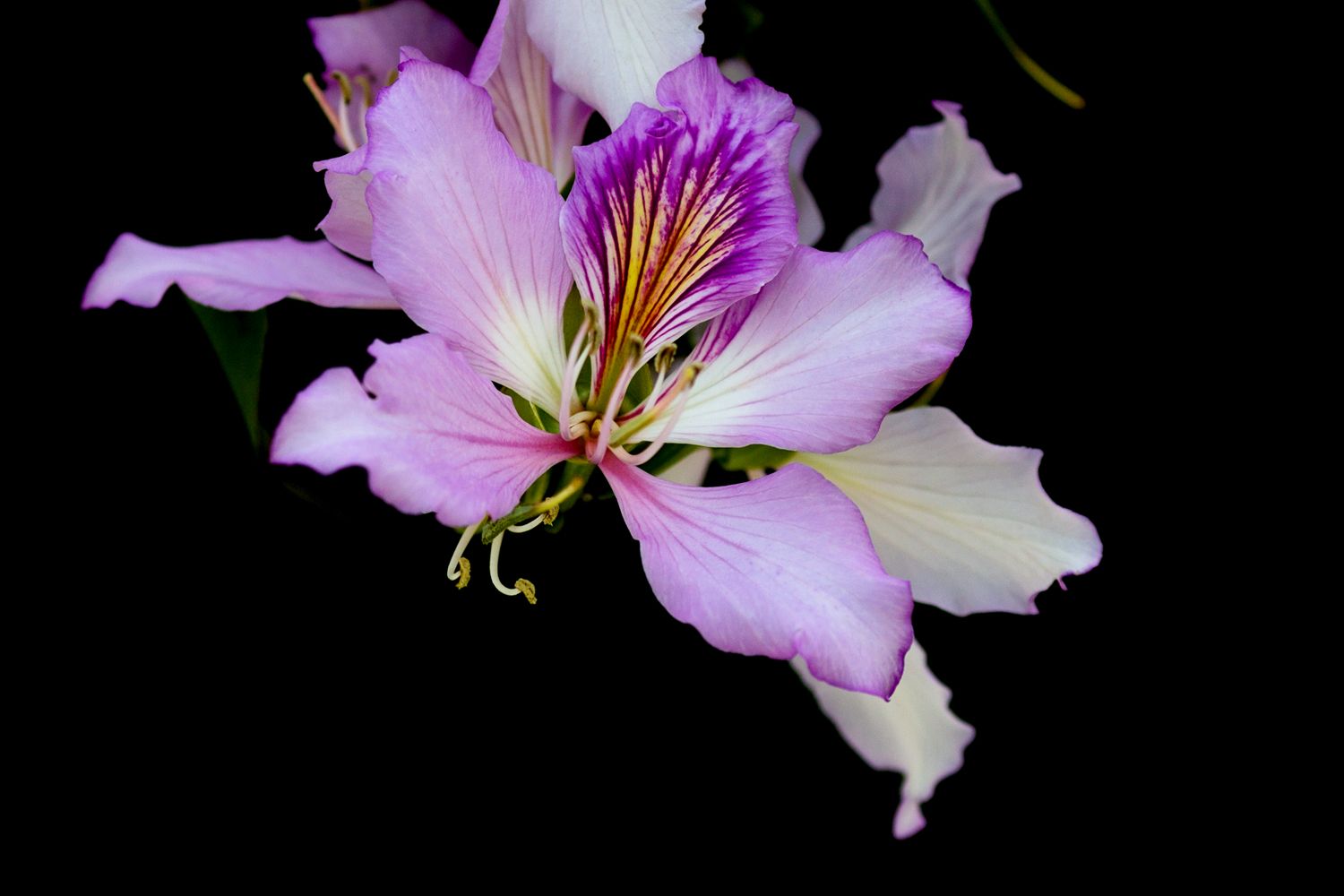 紫荆花～家庭和美,骨肉情深的代表