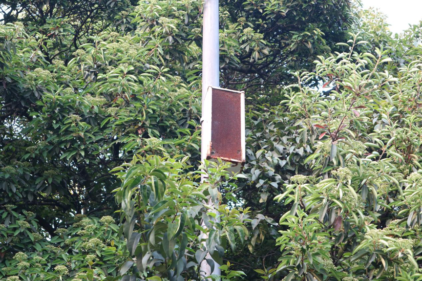 小爱同学变身女主播！主持武汉大学校园广播