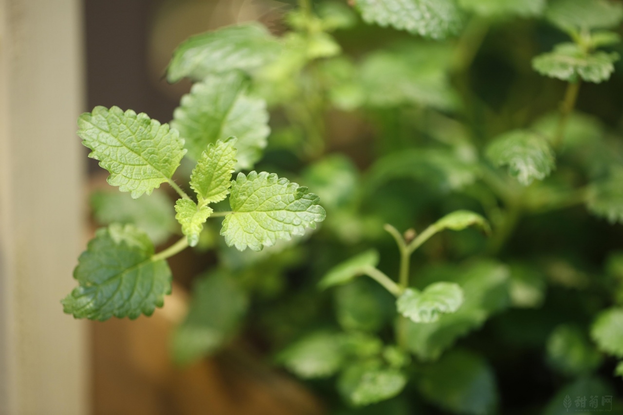 香草植物的种类和功效(香草植物的应用及功效) - 上海苗木信息网