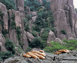 早上好！最新最美，群聊表情包，送给你！
