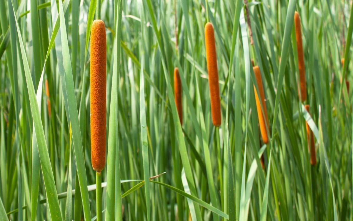 有种长在水边的野草,有着令人不可思议的养生功效!