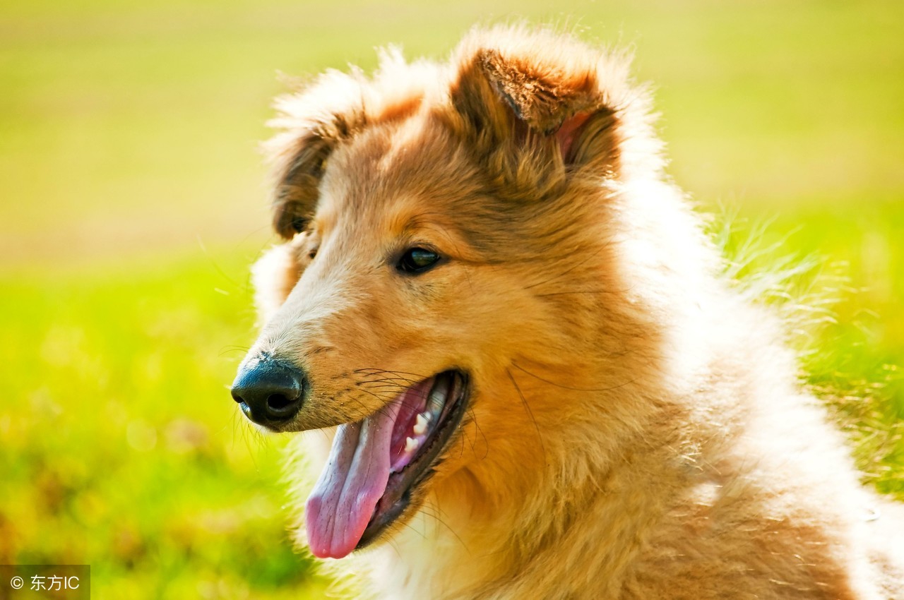 18年生肖属狗的男女运势锦集,看看你最适合做什么