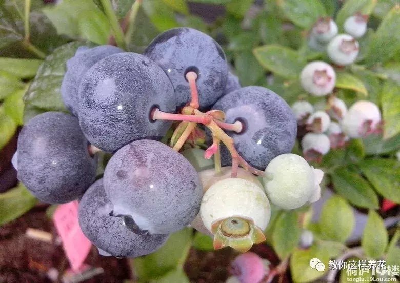 蓝莓喜阴还是喜阳（阳台种蓝莓的方法技巧）