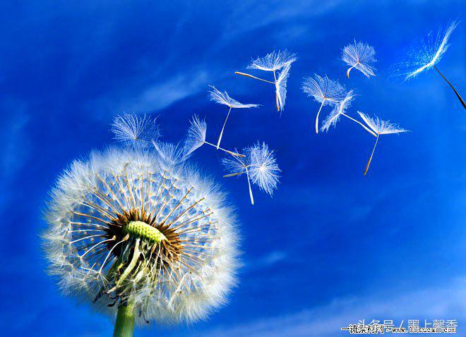 整株植物匍匐于地上,叶如荠菜,只是稍大,无挺立茎,花从植株中心冒出.