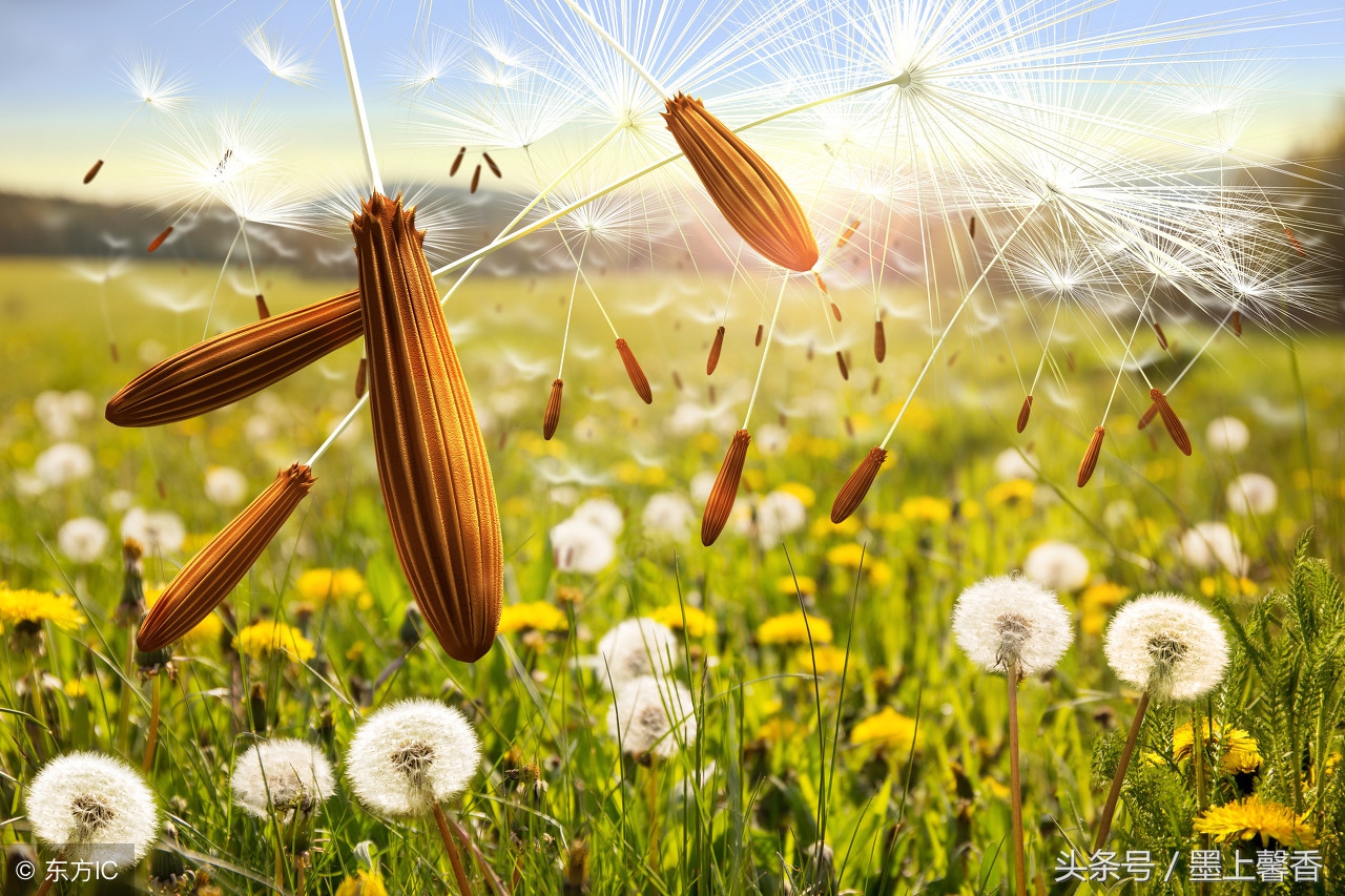 蒲公英图片(蒲公英图片唯美浪漫)