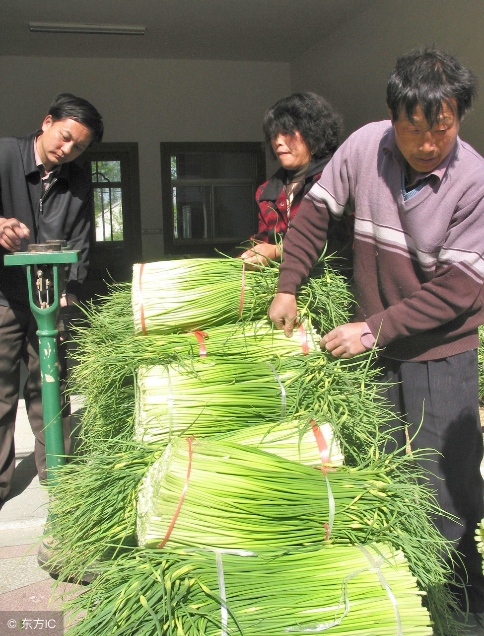 蒜苔多少钱一斤？2018年4月28日蒜苔收购价格行情